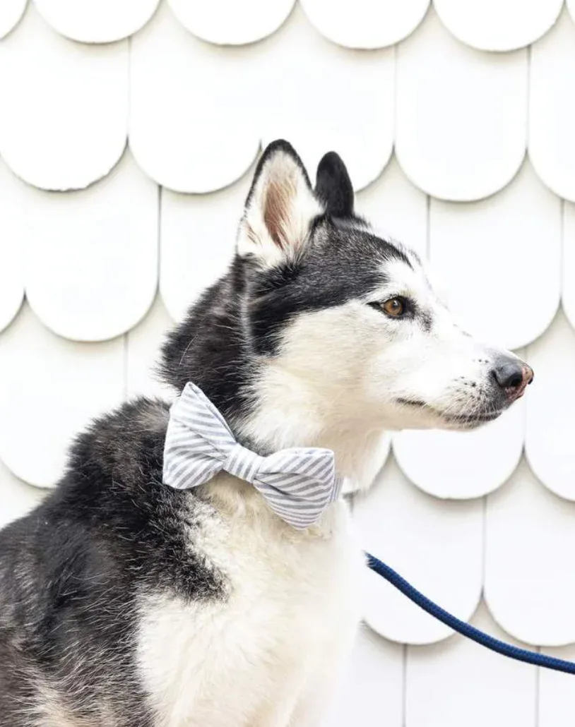 Dusty Blue Stripe Dog Bow Tie (Made in the USA)