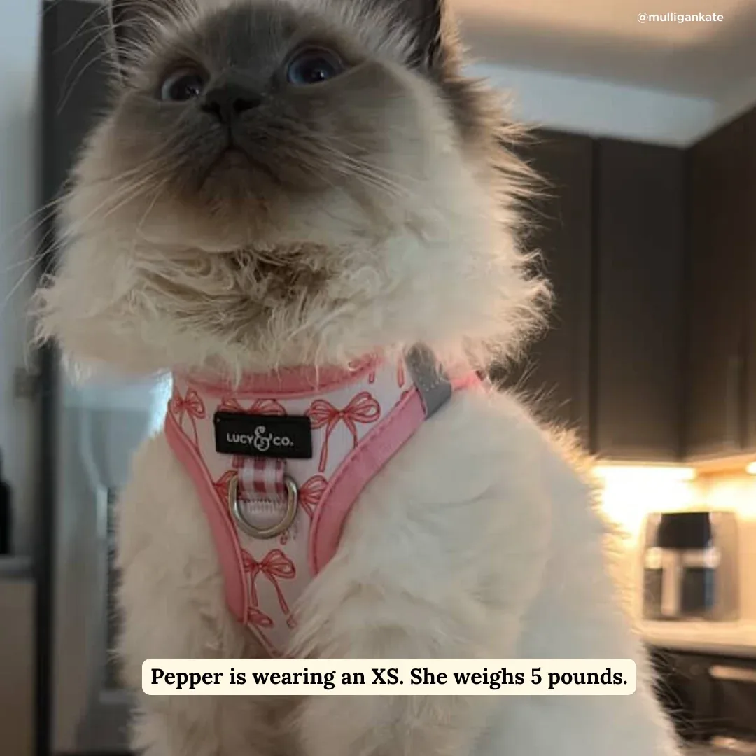 Take a Bow Step-in Cat Harness - Image 2