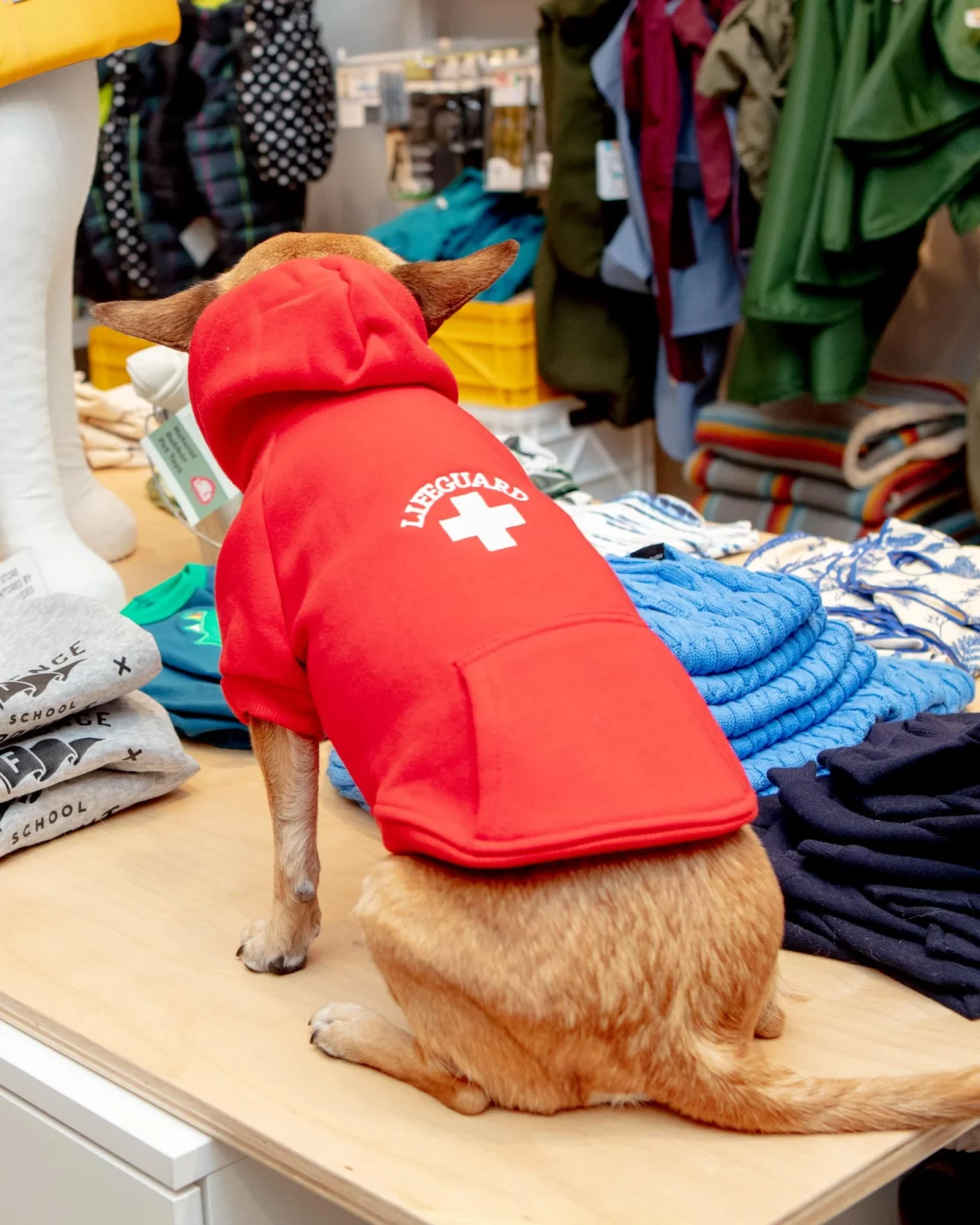 Lifeguard Dog Hoodie in Red (FINAL SALE) - Image 2