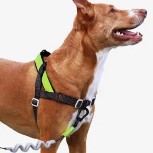 SofterWalk No-Pull Dog Harness in Reflective Nox