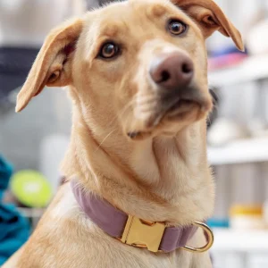 Lilac Velvet Dog Collar (Made in the USA) (FINAL SALE)