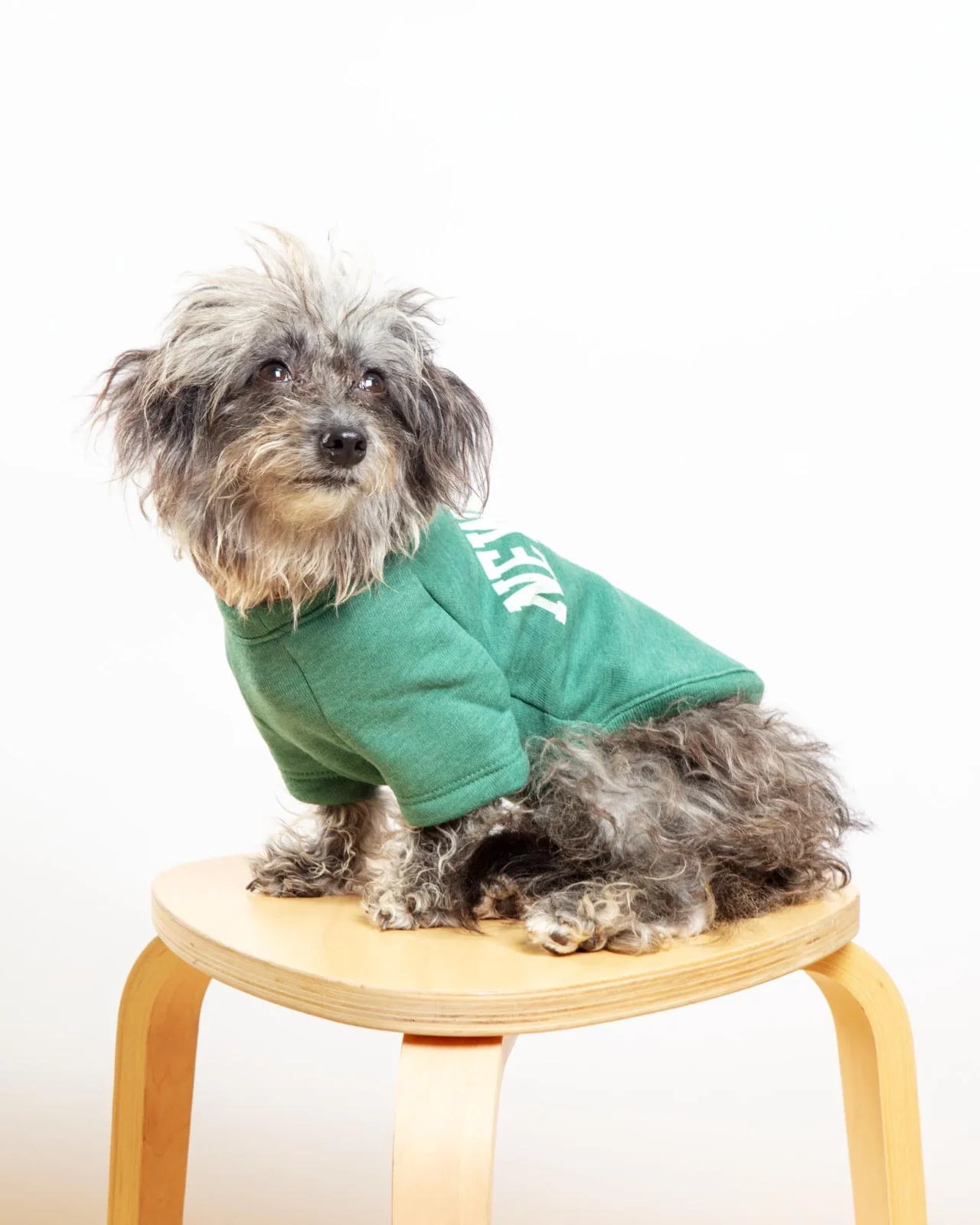 New York Dog Sweatshirt in Forest Heather - Image 2