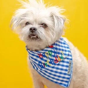 Happy Birthday Gingham Dog Bandana