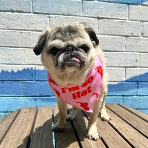 So Hot Cooling Dog Bandana (Made in the USA) (CLEARANCE)
