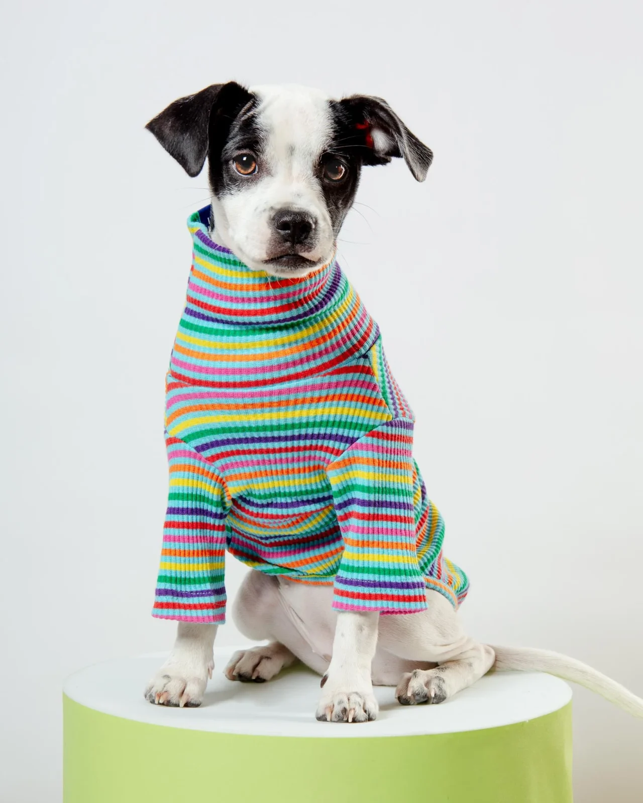 Fabulous Ribbed Dog Pullover