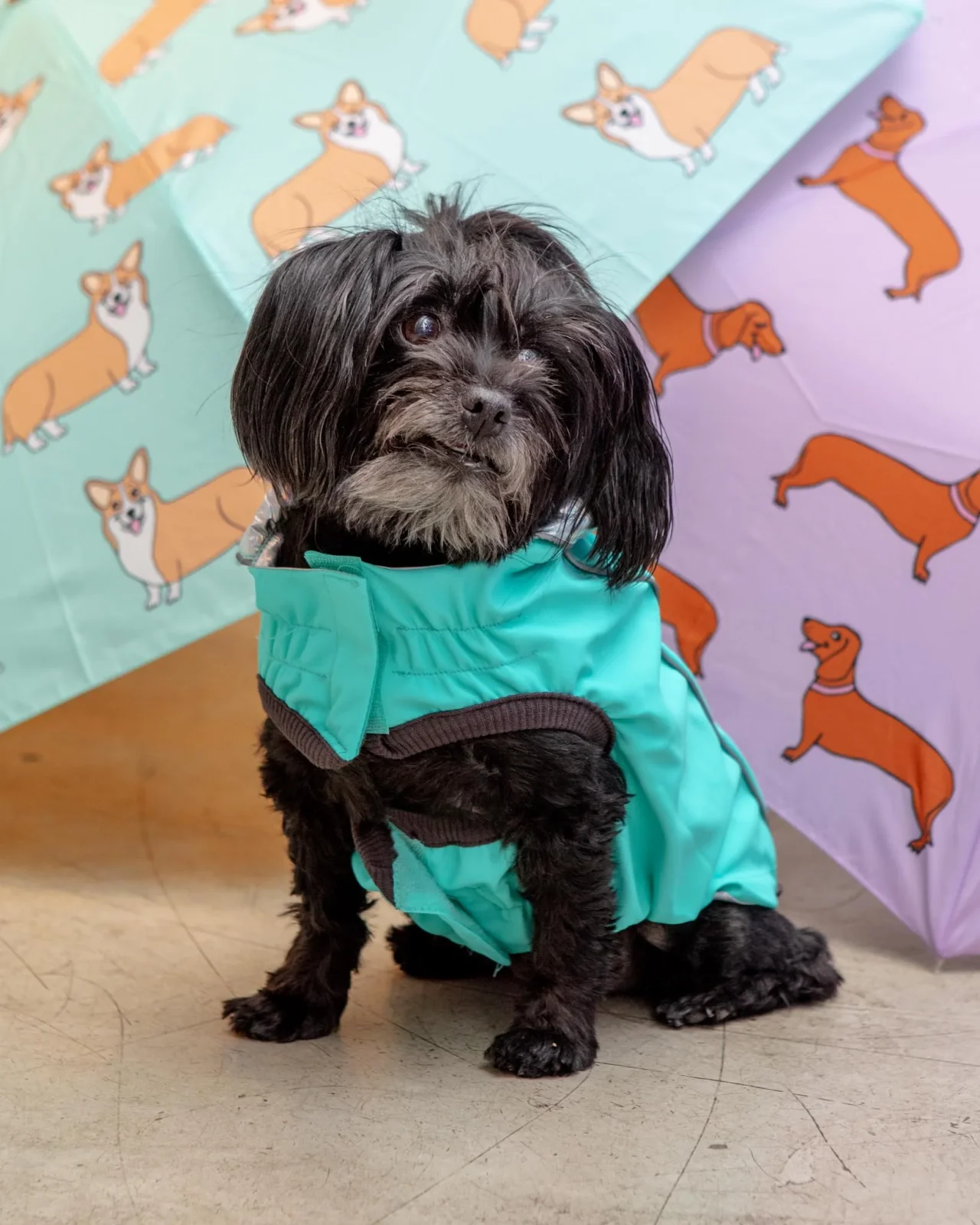 Reversible Waterproof Dog Raincoat in Iridescent + Turquoise