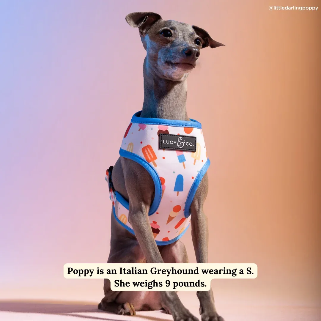 Sundae Kinda Love Reversible Harness - Image 2