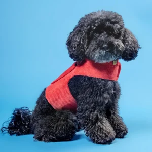 Corduroy Dog Harness in Cherry (Made in the USA) (FINAL SALE)