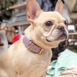 Juno Dog Collar in Lavender Cowhide Leather (Wide) (Made in Italy) (FINAL SALE)