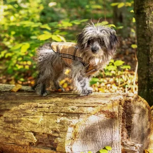 Weekender Flannel Sweatshirt Hoodie for Dogs