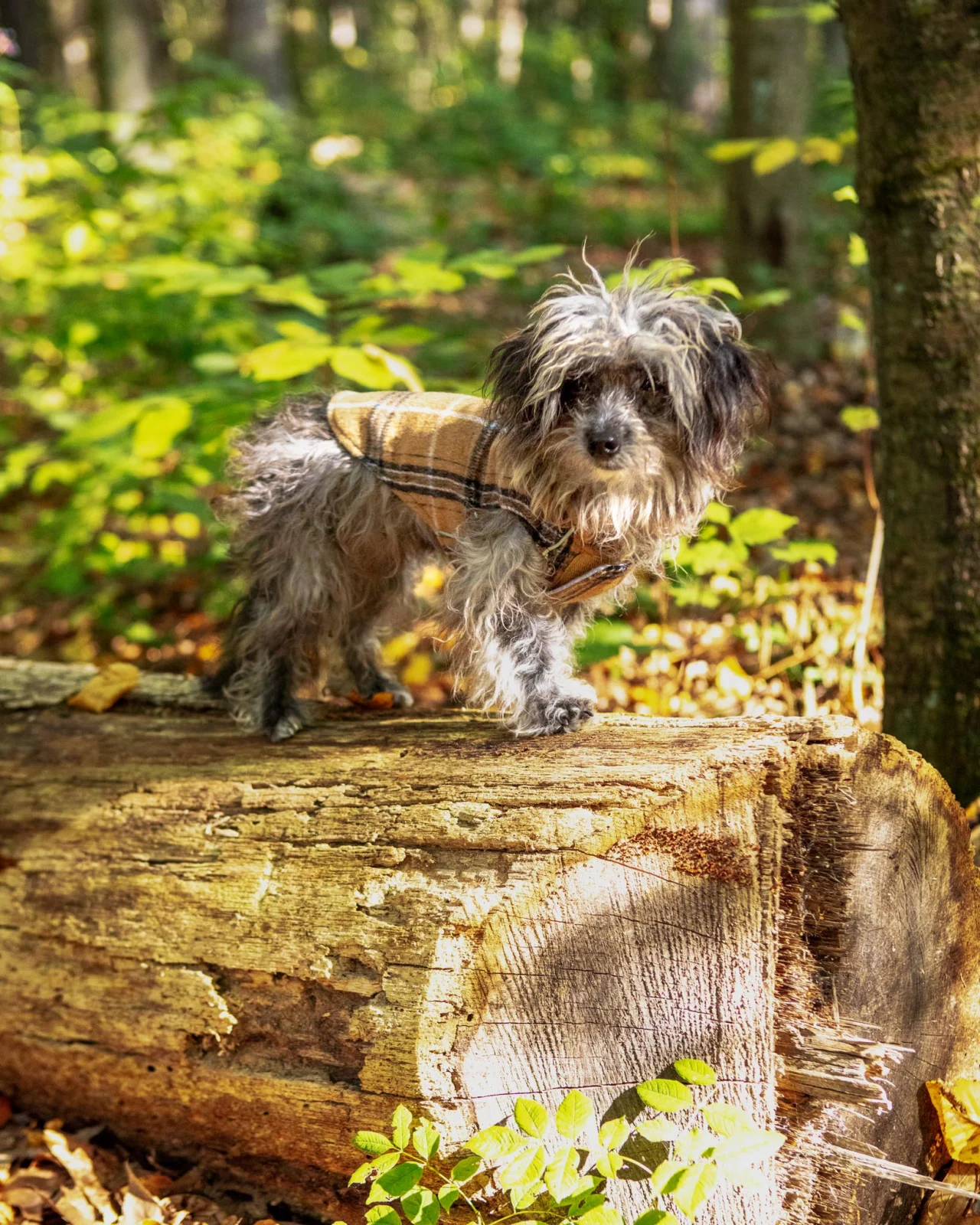 Weekender Flannel Sweatshirt Hoodie for Dogs