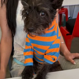 OG Ribbed Dog Shirt in Orange & Blue