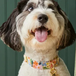 Marguerite Floral Dog Collar (FINAL SALE)