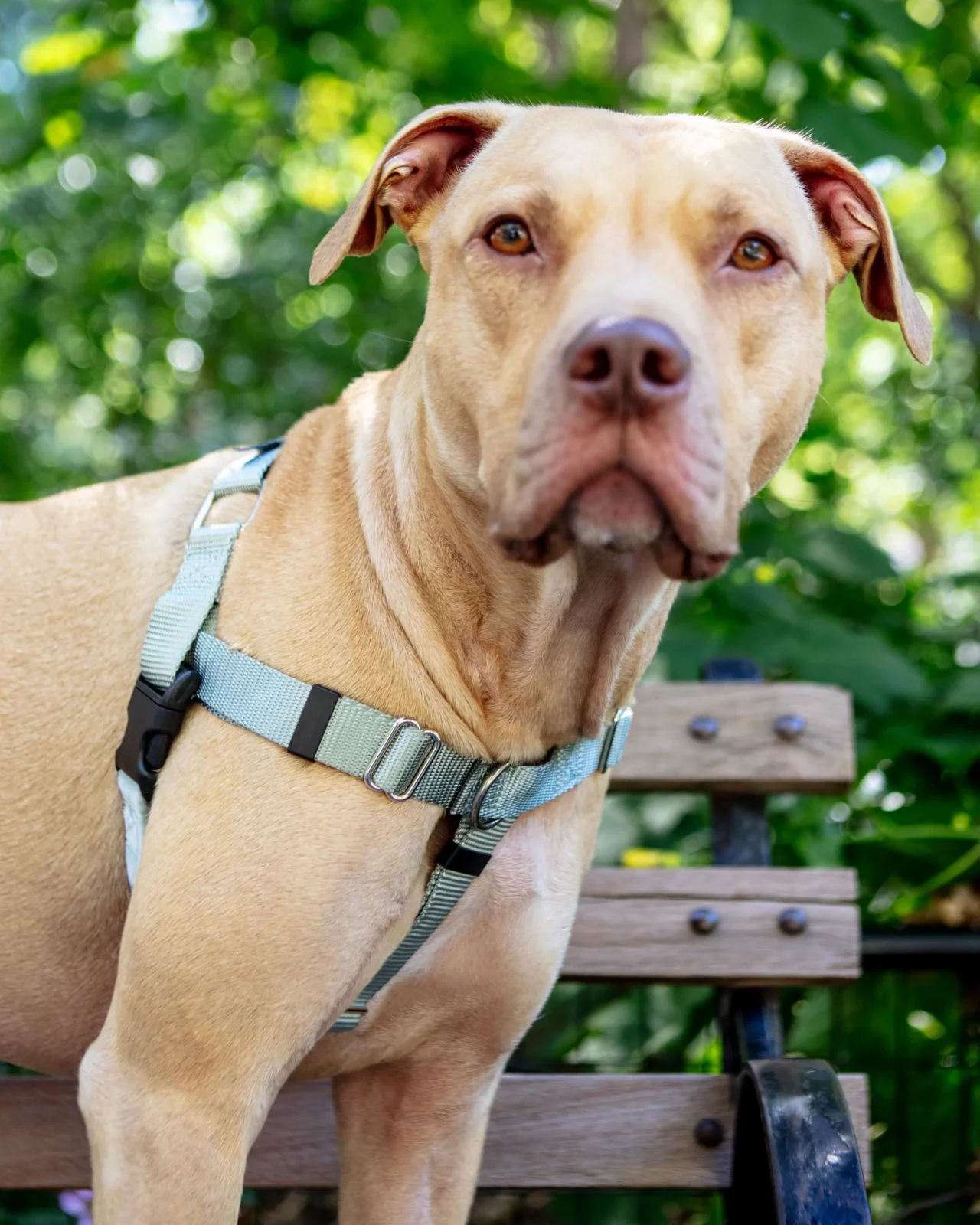 Freedom No-Pull Harness in Silver (Made in the USA)