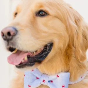 Feeling Crabby Bow Tie Dog Collar (Made in the USA)