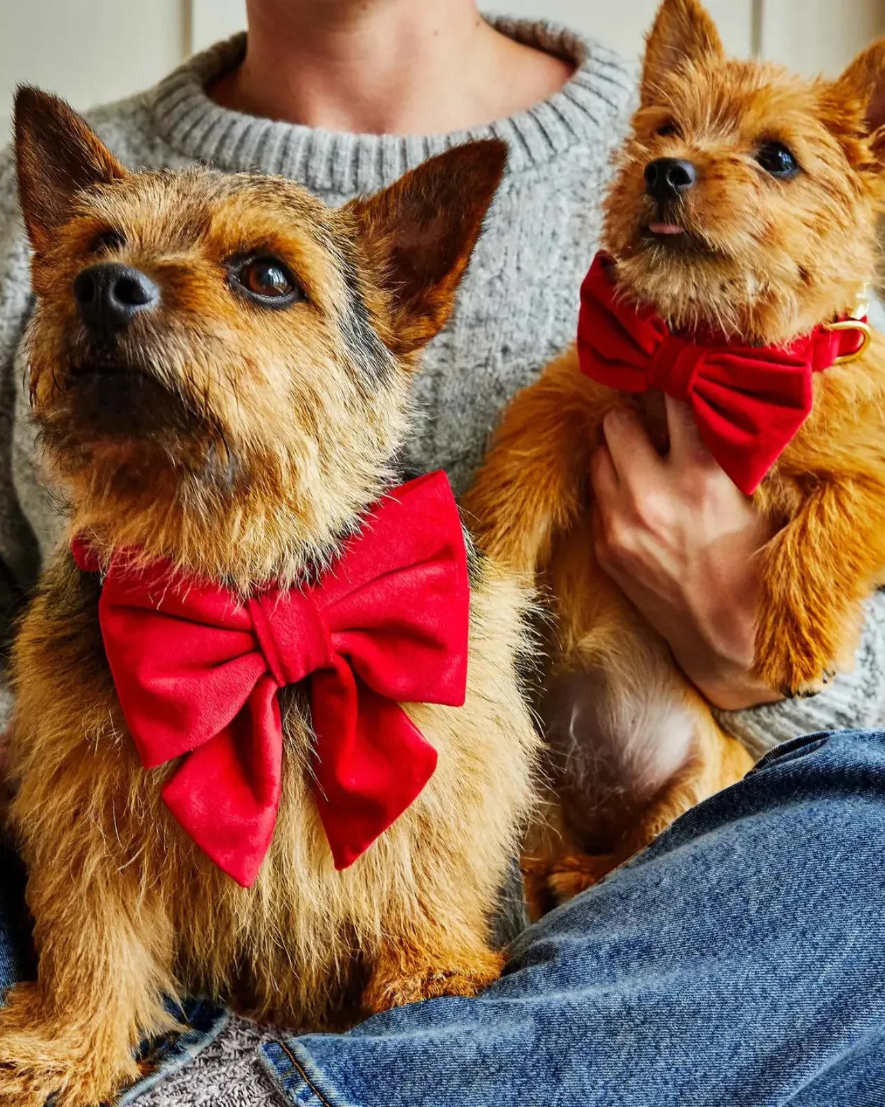 Cranberry Velvet Dog Bow (Made in the USA) - Image 2