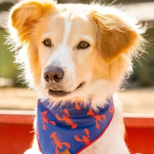 Catch of the Day Navy Dog Bandana (Made in the USA)