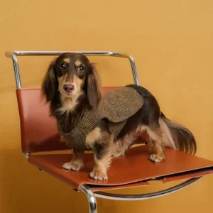 The Scotia Tweed Wool Dog Vest