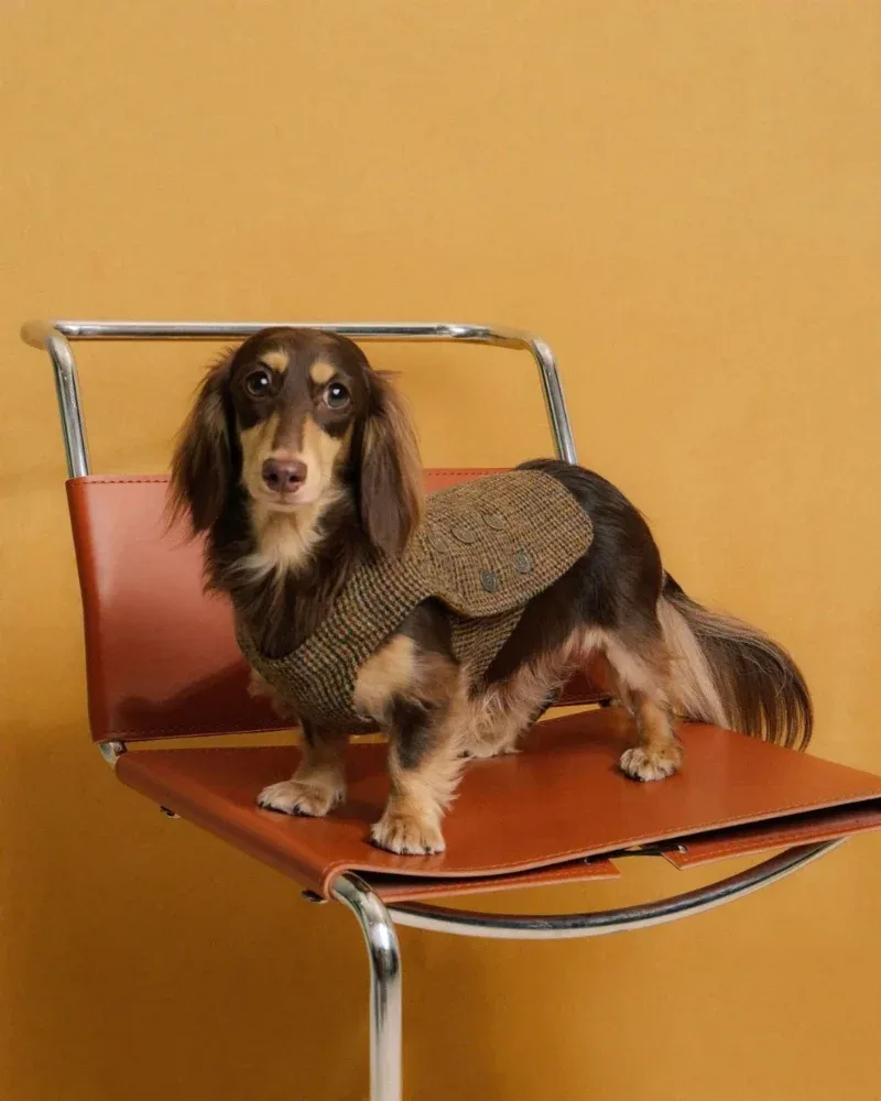 The Scotia Tweed Wool Dog Vest