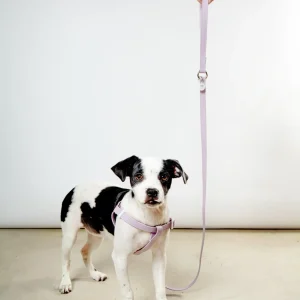 A Walk in the Park Dog Leash in Lilac (Made in the USA)