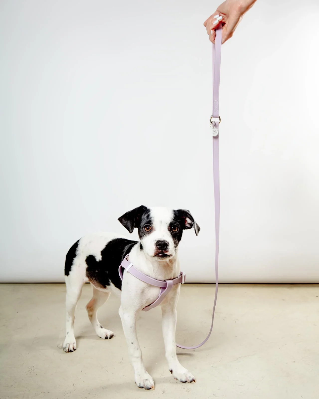 A Walk in the Park Dog Leash in Lilac (Made in the USA)