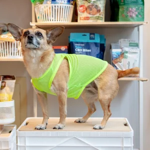 Neon Mesh Dog Tank Top (CLEARANCE)