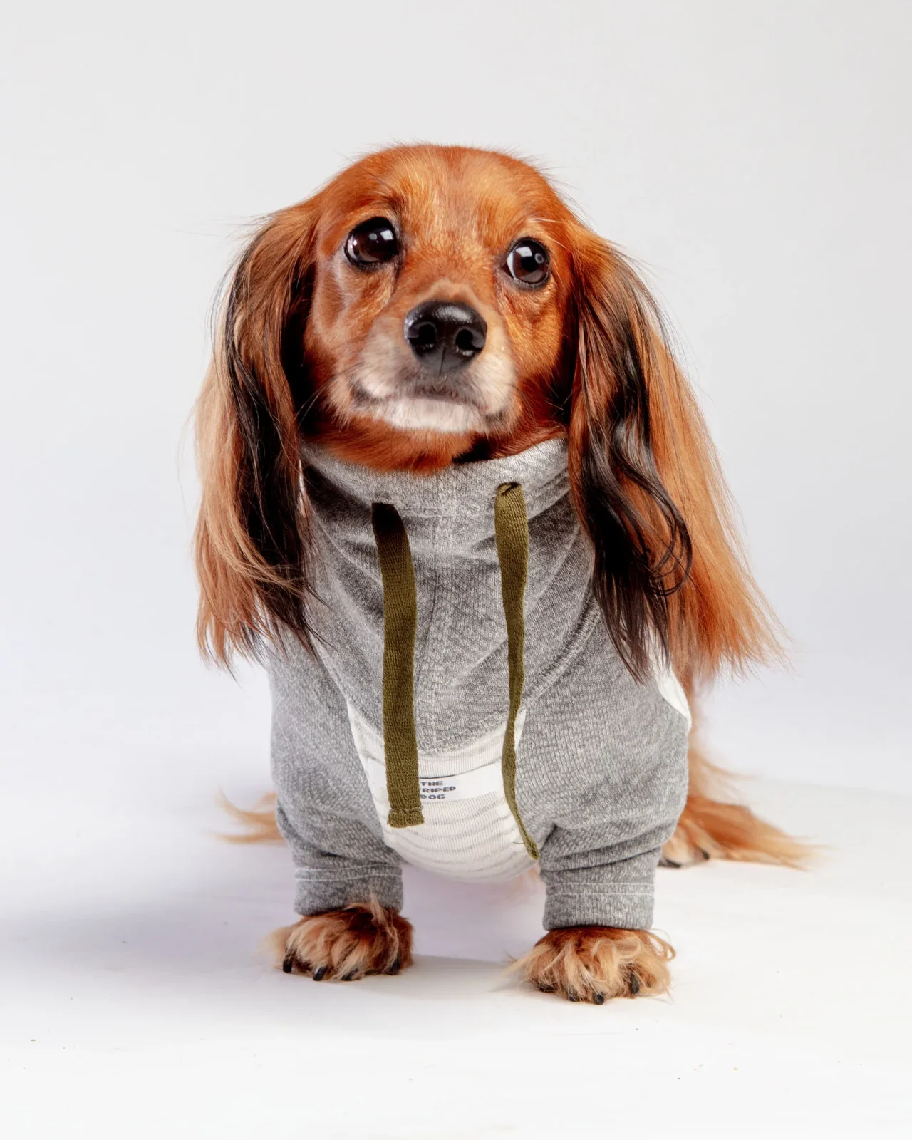 Oxford Stripe Dog Funnel Neck Pullover((CLEARANCE)