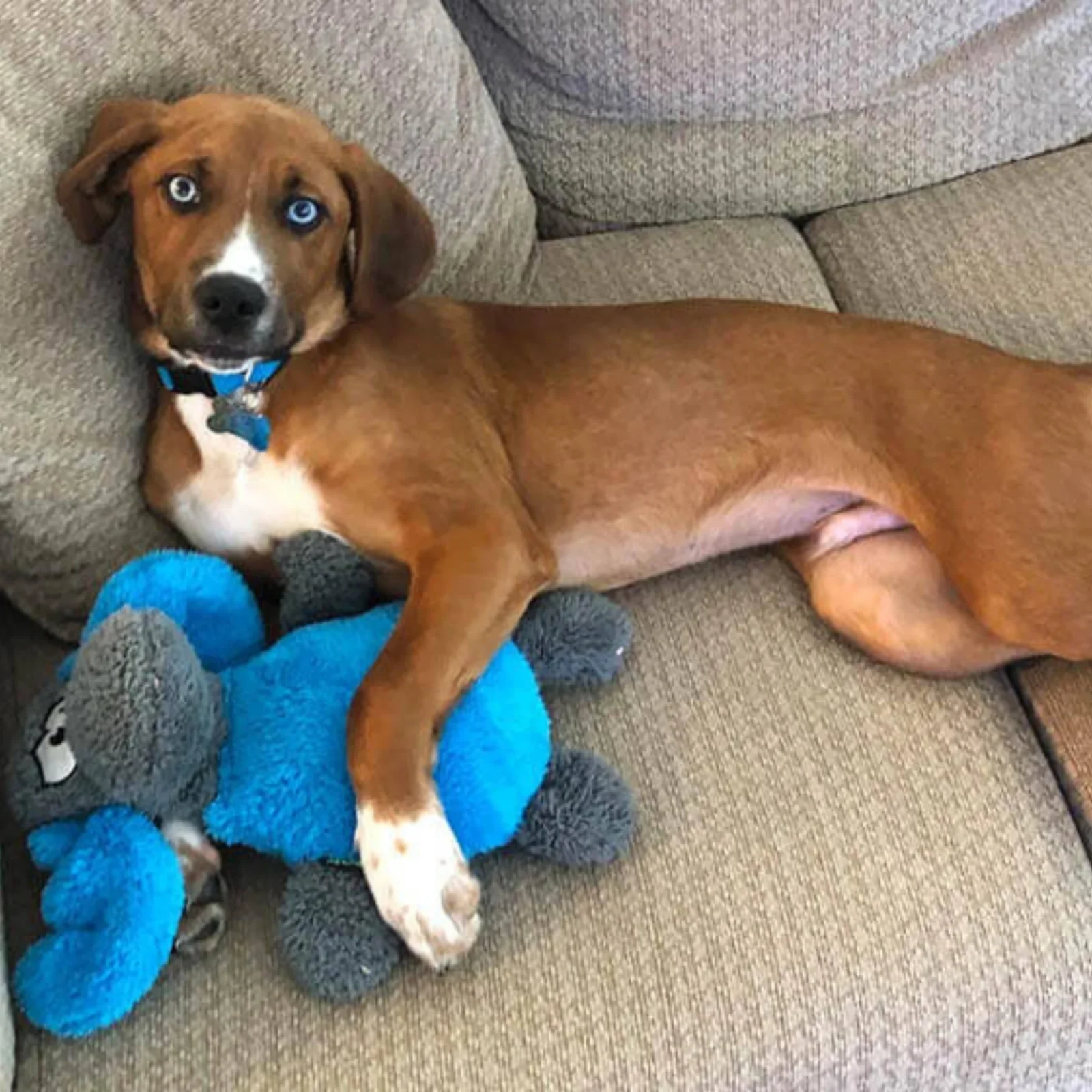 Cycle Dog Duraplush Moose Dog Toy Blue/Gray Medium - Image 2