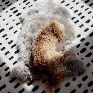 Natural Sheepskin Pet Throw in Chateau Grey (25"x37")