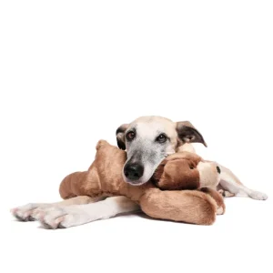 Sadie Bear Squeaky Dog Plush Toy