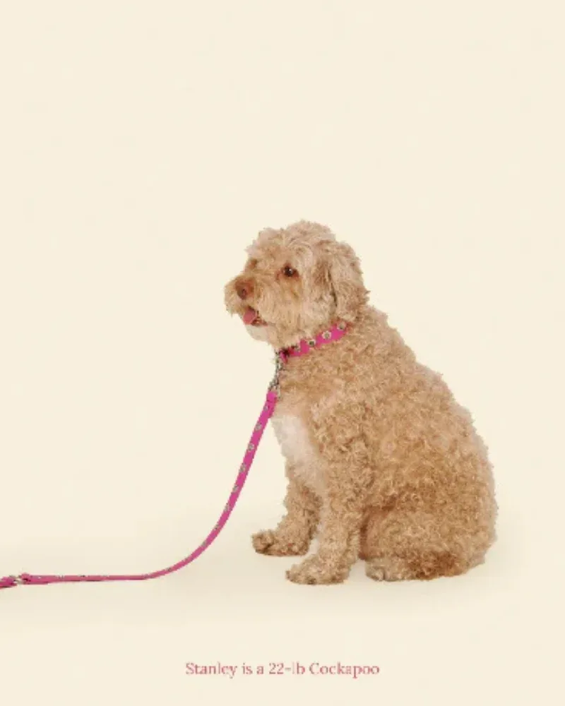 You Mean the World To Me Dog Leash in Peony - Image 2