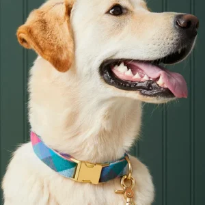 Color Pop Flannel Dog Collar (Made in the USA)