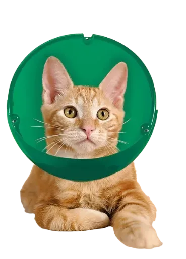 Cat and Small Dog E-Collar and Muzzle
