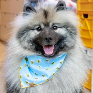 Sweet As Can Bee Dog Bandana