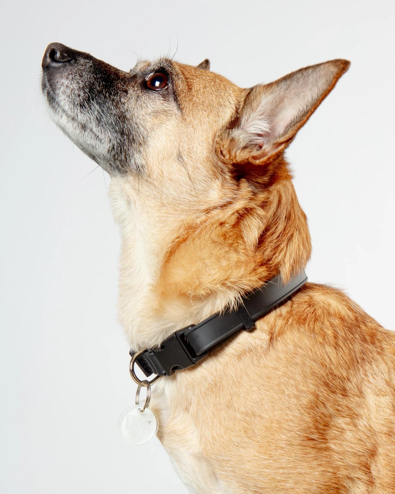 A Walk in the Park Dog Collar in Black (Made in the USA) - Image 2