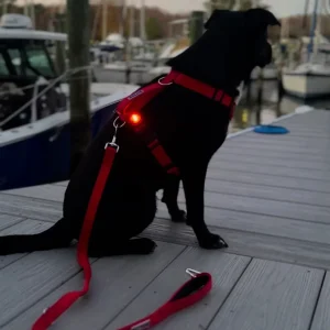 Firefly Dog LED Safety Light