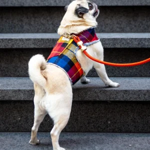 Fireside Plaid Print Dog Harness (Made in the USA)