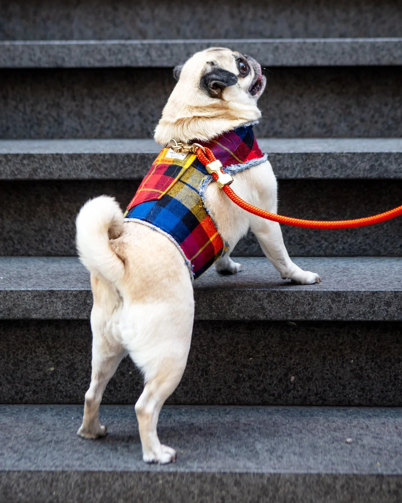 Fireside Plaid Print Dog Harness (Made in the USA)