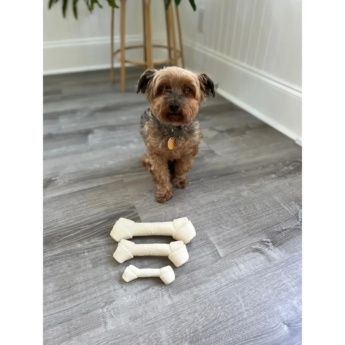 Squeaky Latex Dog Bone Toy - Image 2