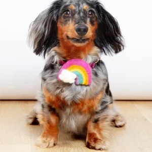 Rainbow Dog Collar Accessory (Made in the USA) (FINAL SALE)