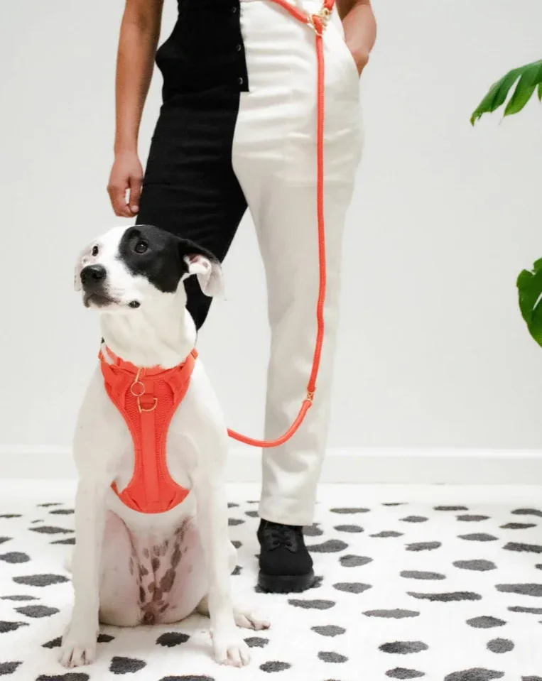 Huggie Dog Harness in Spice(FINAL SALE) - Image 2