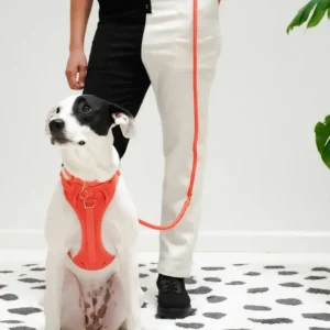 Infinity Dog Leash in Spice