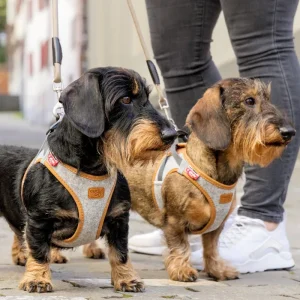 Alpine Clasp Dog Harness