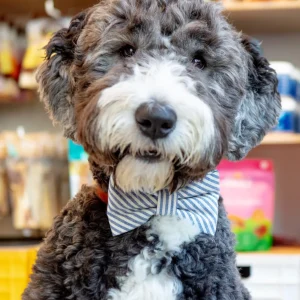 Lake Blue Stripe Spring Dog Bow Tie (Made in the USA)