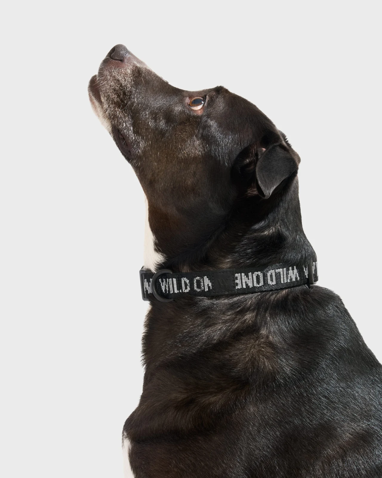 Quick-Release Dog Collar - Image 2