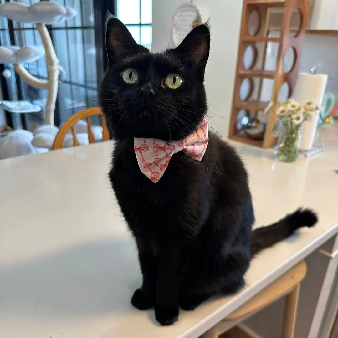Take a Bow Cat (& Small Dog) Bow Tie - Image 2