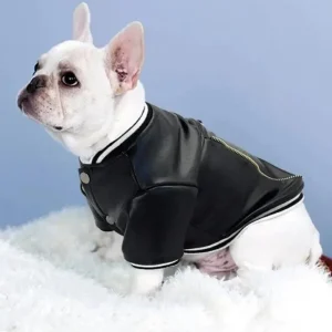 Very Varsity Faux Leather Dog Jacket with D-Ring (FINAL SALE)