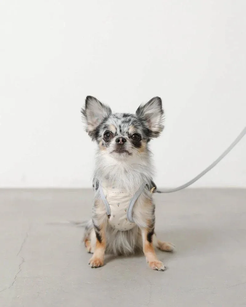 Padded Ice Cream Cone Dog Harness + Lead Set (FINAL SALE) - Image 2