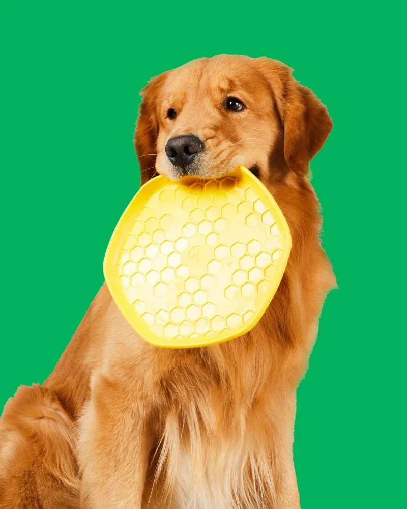 Hive 3-In-1 Dog Disc Toy (Made in the USA) - Image 2