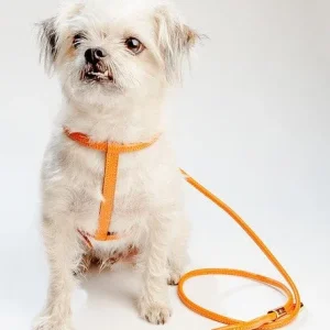 Italian Leather Dog Leash in Orange